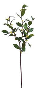 Burford Holly Stem, Green