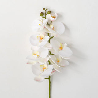 White With Pink Phalaenopsis Stem