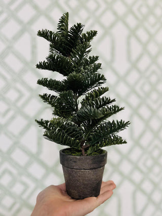 12 Inch Tall Spruce Pine Tree