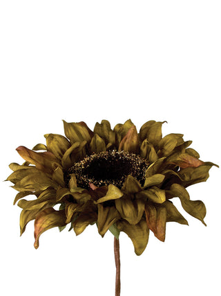 Helianthus Sunflower, Green