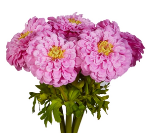 22" Pink Zinnia Bundle