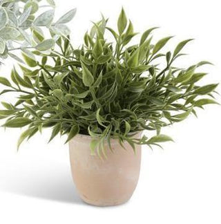 Potted Herbs In Terracotta Pot