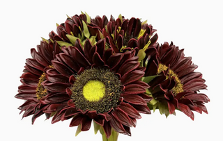 Rich Wine Sunflower Stem