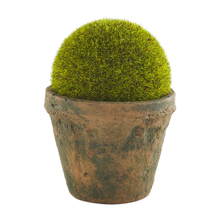 Small Moss Pot